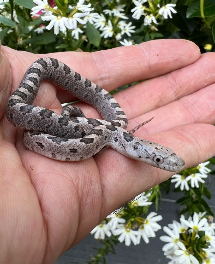 Yellow Rat Snake